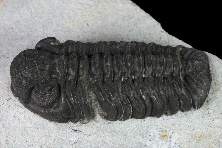Adrisiops Weugi Trilobite - Recently Described Phacopid #137470
